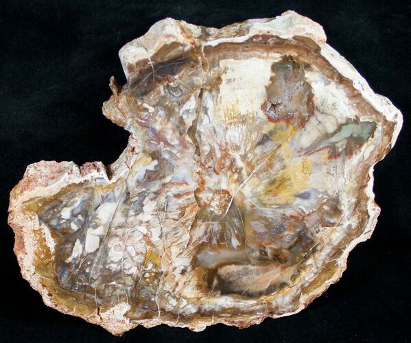 Beautiful Araucaria Petrified Wood Slice - #9582